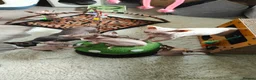 Sphynx cats for sale: Canadian Sphynx Tica registered,Blue eyes. - Advert 2