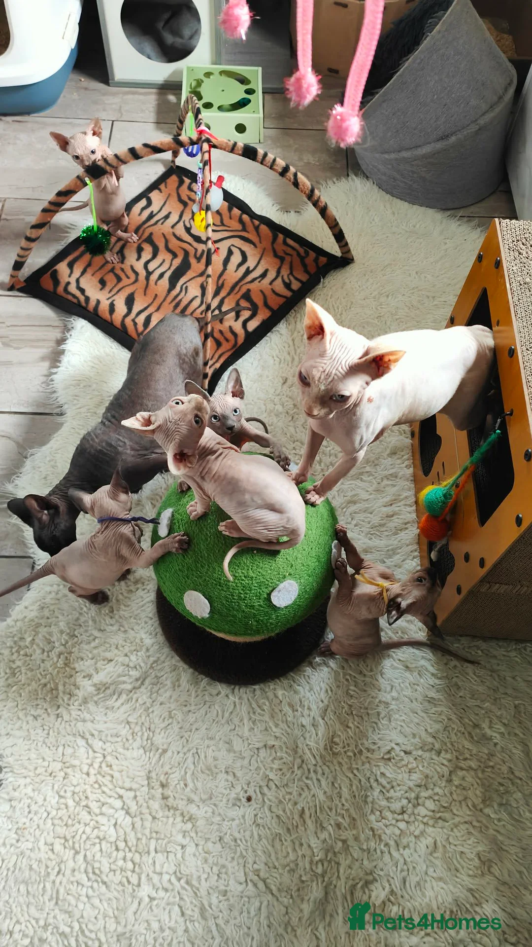 Sphynx cats for sale: Canadian Sphynx Tica registered,Blue eyes. - Advert 2