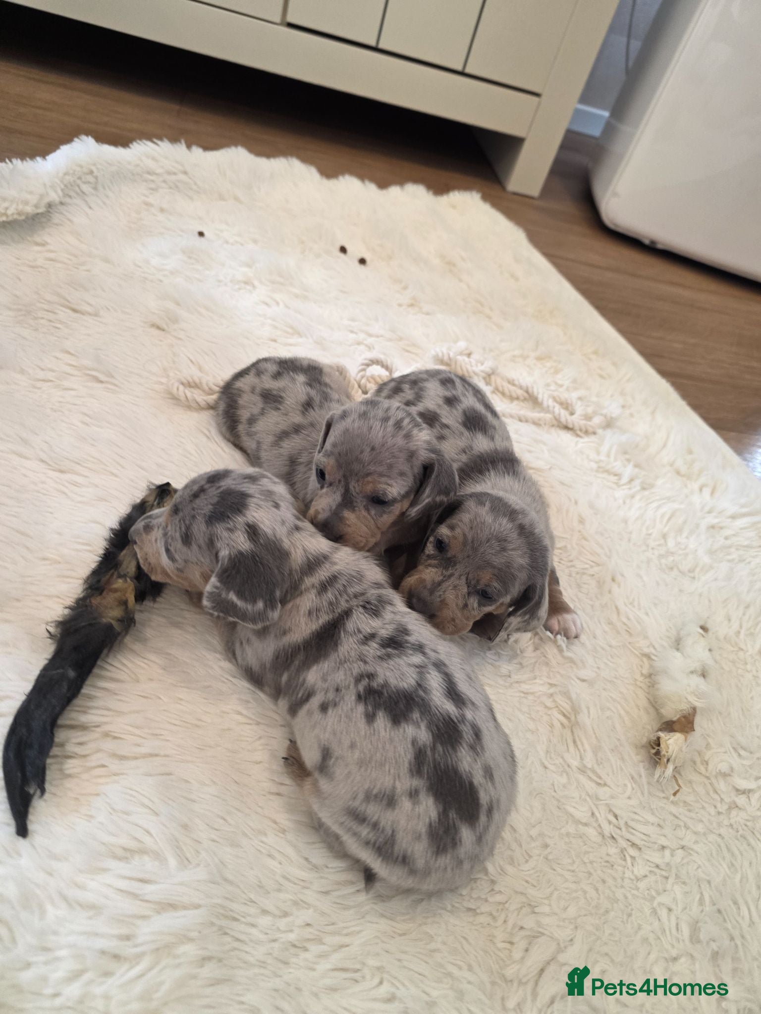 Miniature Dachshund dogs Smooth coat miniature dachshunds  - Advert 4