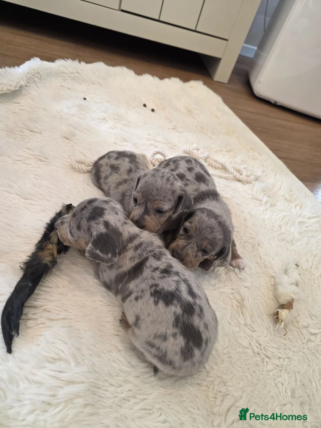Miniature Dachshund dogs for sale: Smooth coat miniature dachshunds  in Stourport-on-Severn - Advert 1