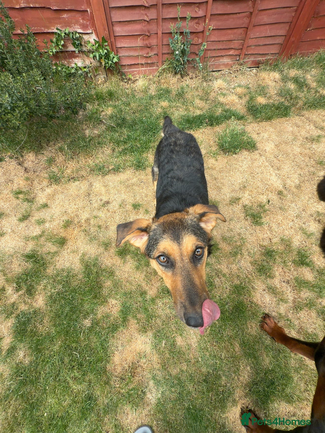 Mixed Breed dogs Tiny Cookie is Looking for Forever Home 🐾 - Advert 2