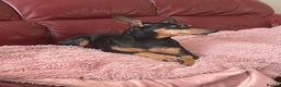 Miniature Pinscher dogs for sale: Beautiful Miniature Pinscher . - Advert 32