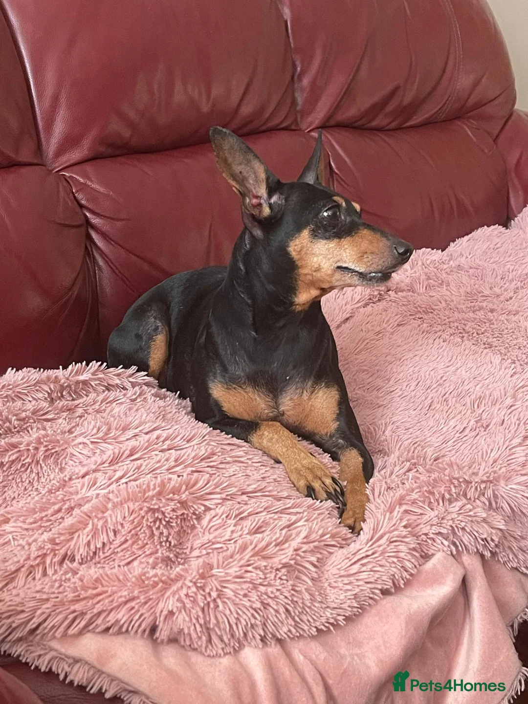 Miniature Pinscher dogs for sale: 🐾 Adorable Miniature Pinscher Girl 🐾 - Advert 15