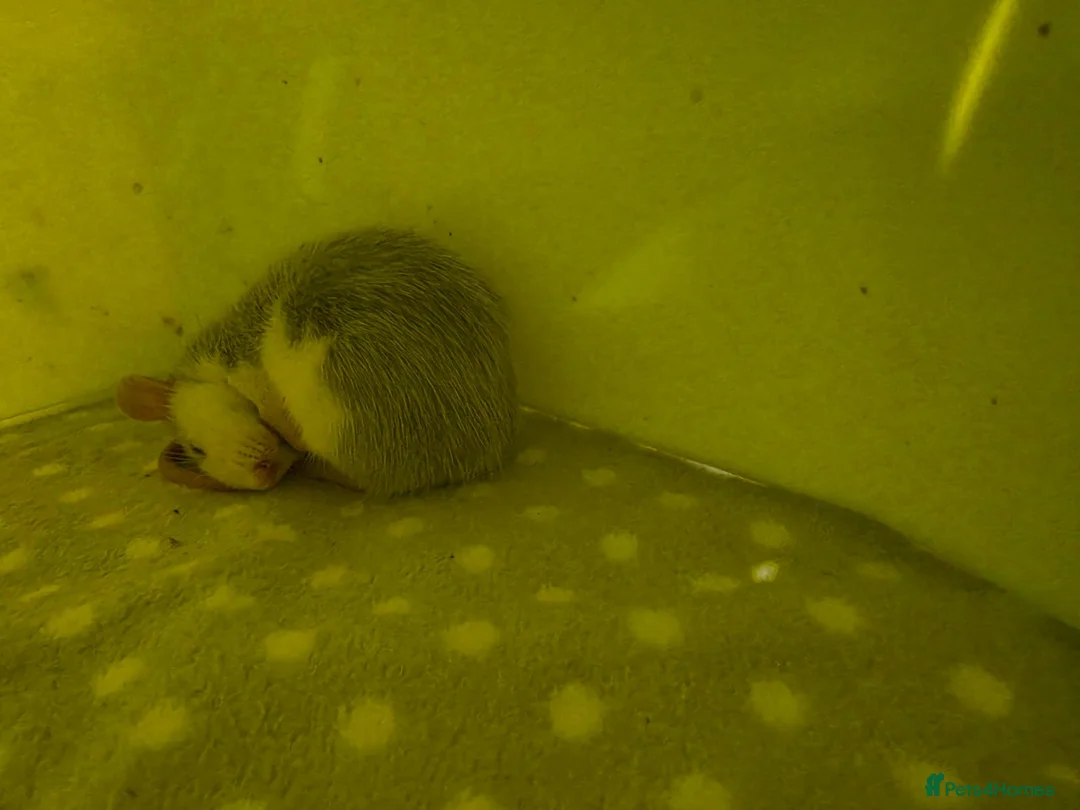 Rat rodents for sale: Female rats  in Huntingdon - Advert 3