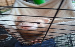Ferret rodents for sale: 2 x male ferrets - Image 11