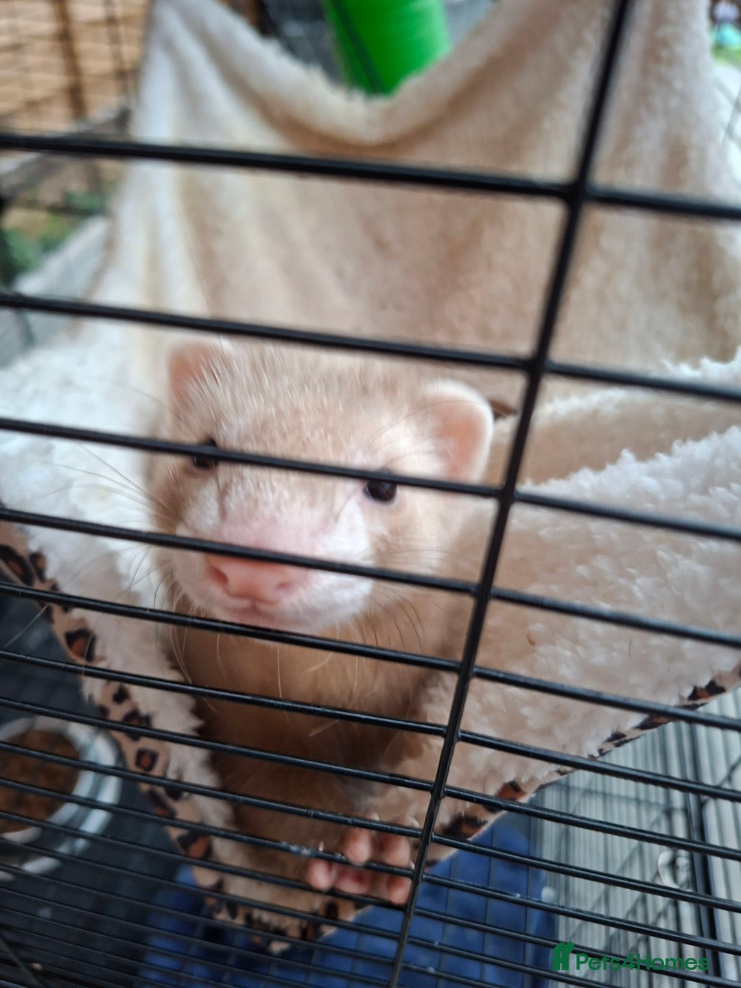 Ferret rodents for sale: 2 x male ferrets - Image 11