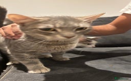 Domestic Shorthair cats for sale: 1 x Male and 1x Female cat - Advert 5