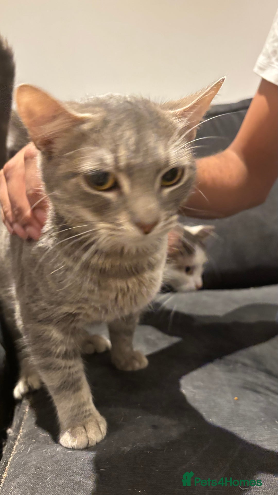 Domestic Shorthair cats for sale: 1 x Male and 1x Female cat - Advert 5