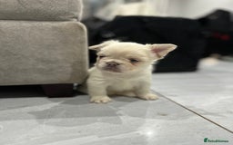 French Bulldog dogs for sale: Beautiful French bulldogs  - Advert 2