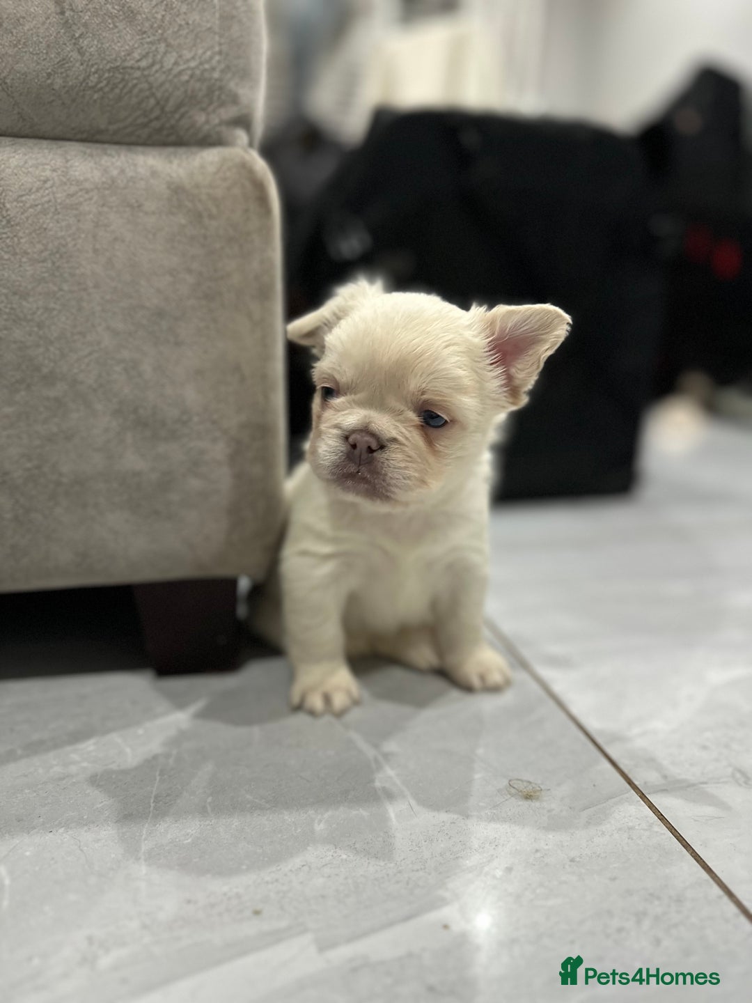 French Bulldog dogs for sale: Beautiful French bulldogs  - Advert 2