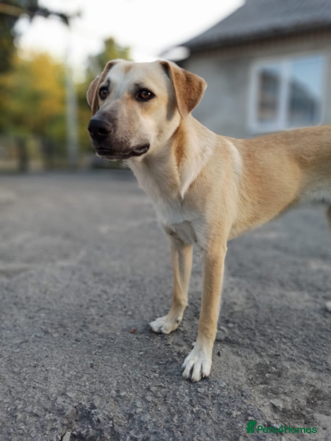 Mixed Breed dogs for adoption: 💙🐶 DAN 🐶💙 - Image 10