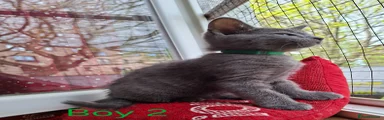 Russian Blue Kitten 6