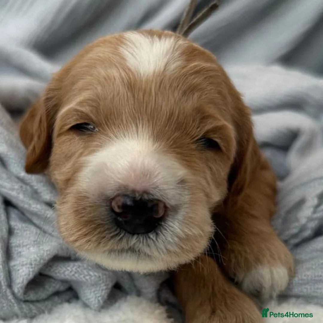 Australian Labradoodle dogs for sale: WAITING LIST Australian Labradoodles - RED & TUX  - Advert 27