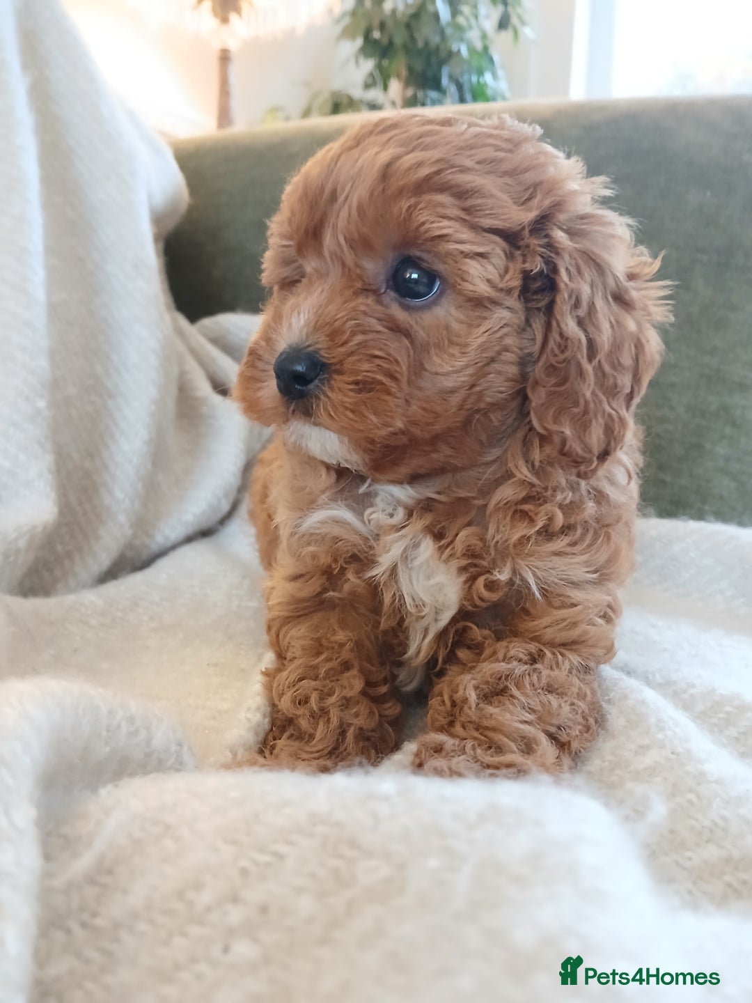 Cavapoo dogs for sale: Red F1 cavapoos Suoerb with full DNA tests - Image 5