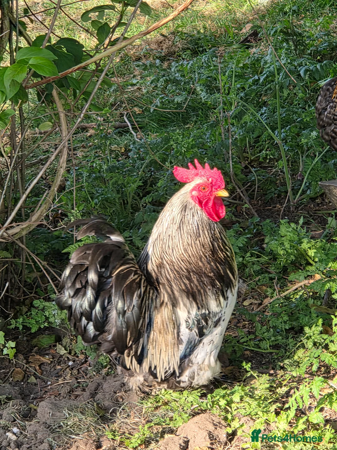 Chickens poultry for sale: Serama cockerels  - Advert 4