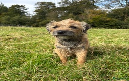 Border Terrier dogs for sale: Gorgeous Border Terrier Puppies looking for homes - Image 3