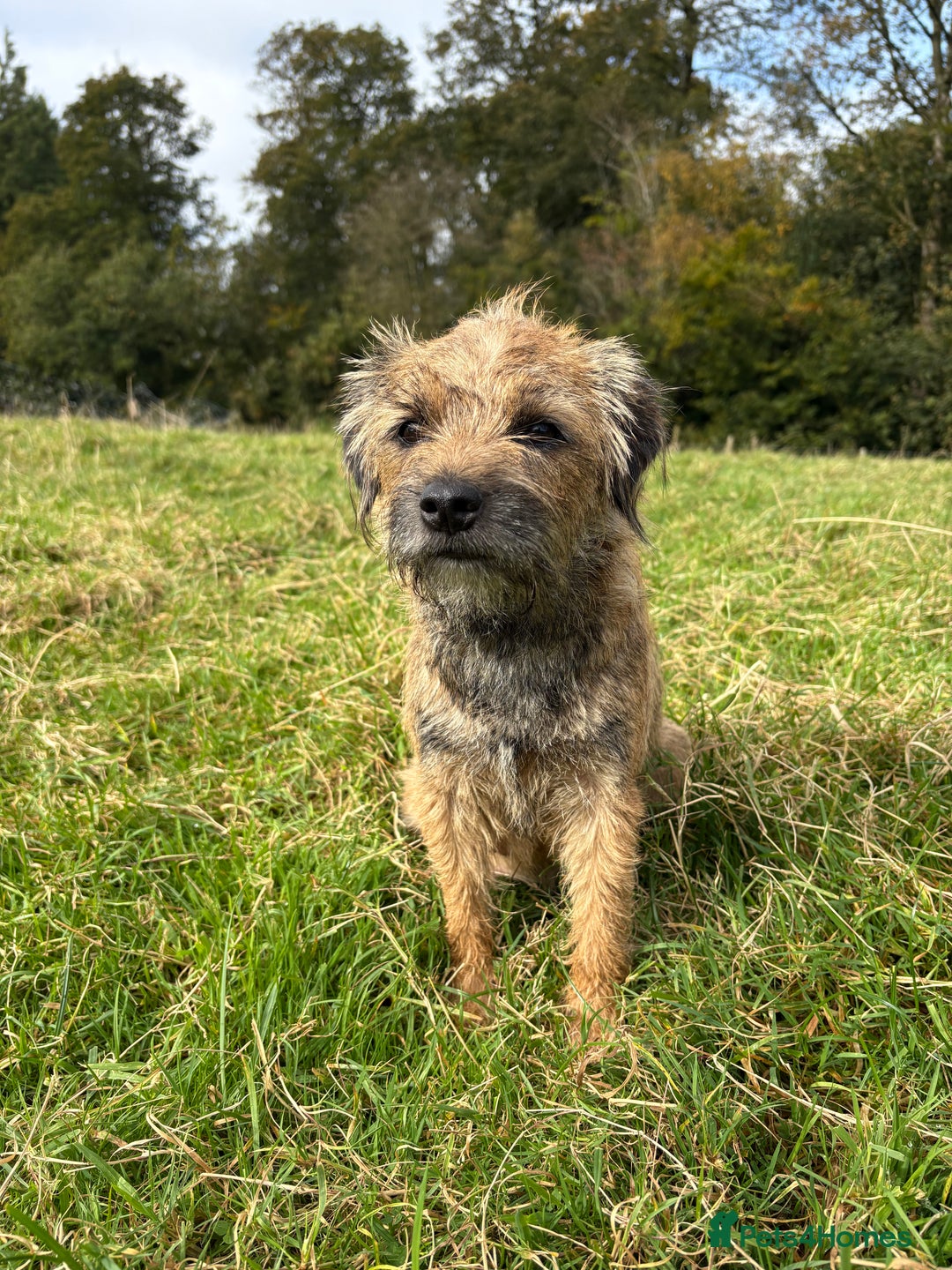 Border Terrier dogs for sale: Gorgeous Border Terrier Puppies looking for homes - Image 3