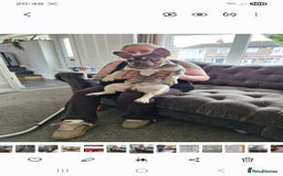 French Bulldog dogs for sale: Tracy geldart - Advert 3