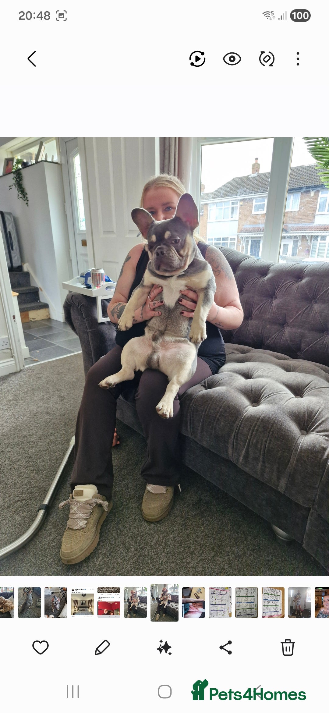 French Bulldog dogs for sale: Tracy geldart - Advert 3