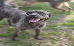 Mixed Breed dogs for adoption: 💖🐶 DANA 🐶💖 - Image 12