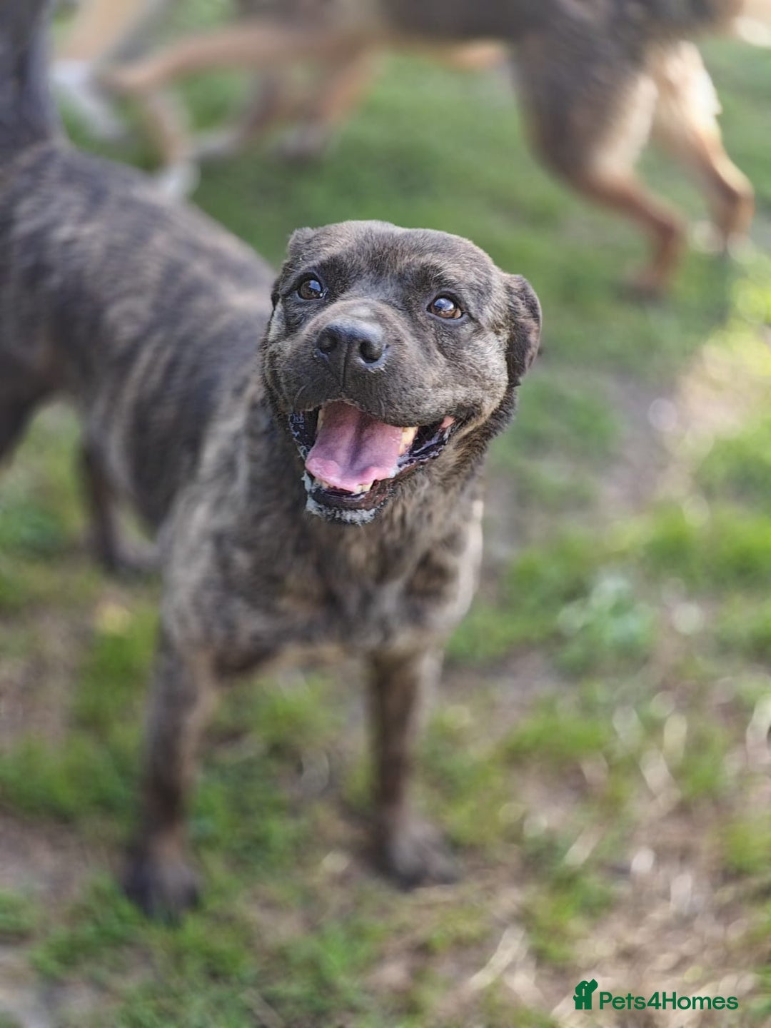 Mixed Breed dogs for adoption: 💖🐶 DANA 🐶💖 - Image 12