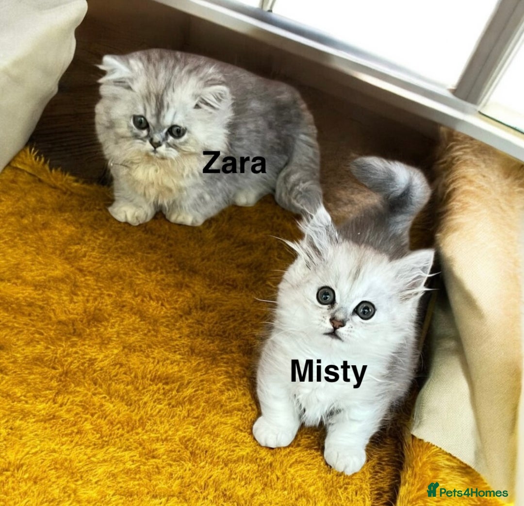 Munchkin cats for sale: Exceptional Quality & Extremely Rare Silver Minuet - Image 14