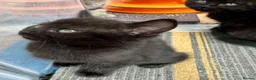 British Shorthair cats for sale: British Shorthair kittens - Advert 37