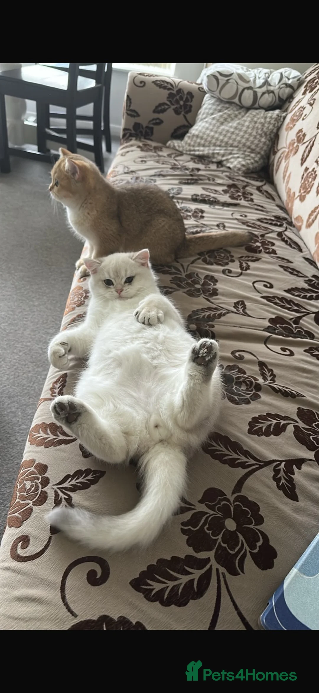 British Shorthair cats for sale: Pure Breed British Shorthair kitten - Advert 8