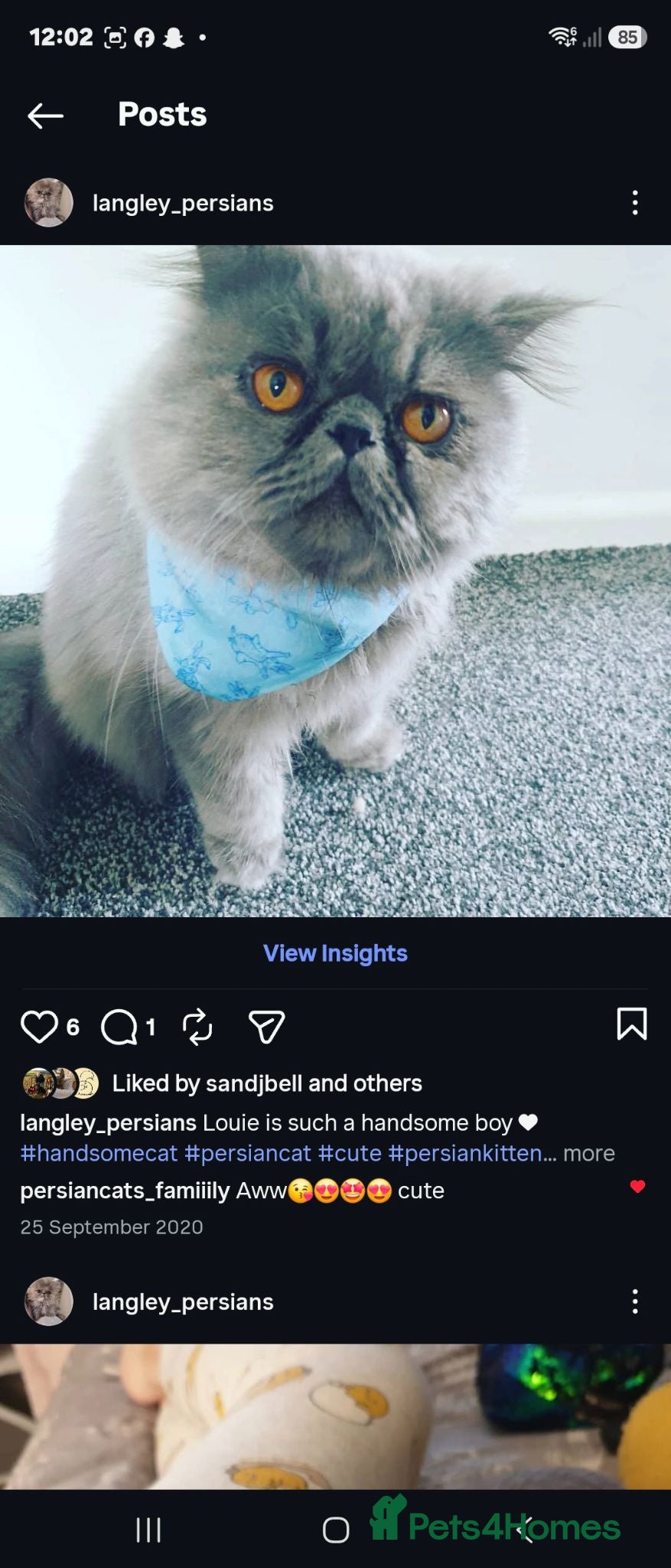 Persian cats Male stud for sale - Advert 3
