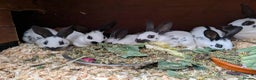 English rabbits for sale: Fully vaccinated pure English rabbits - ready now! - Advert 7
