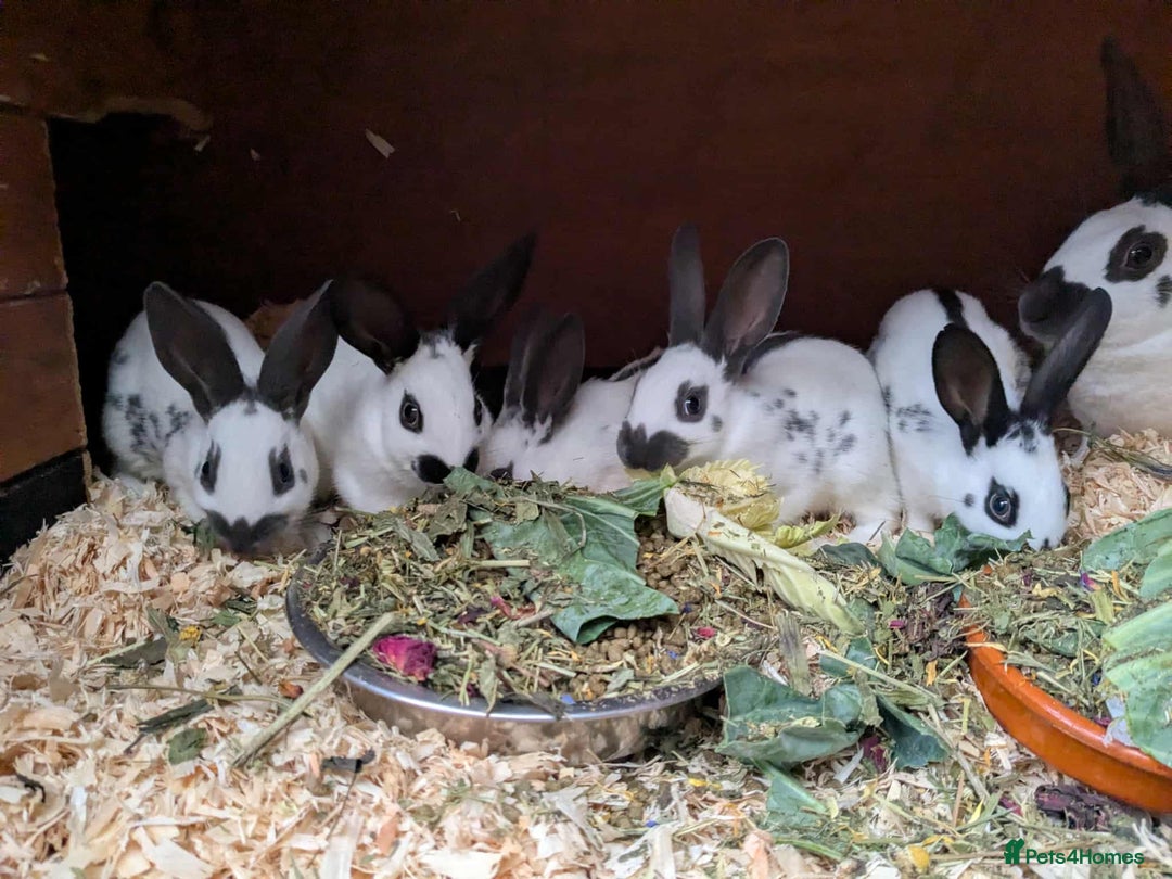 English rabbits for sale: Fully vaccinated pure English rabbits - ready now! - Advert 7