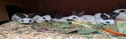 English rabbits for sale: Fully vaccinated pure English rabbits - ready now! - Advert 7