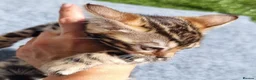 Bengal cats for sale: Beautiful TICA registered Bengal Kittens - Advert 25