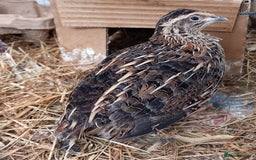 Quail poultry for sale: Pair of Coturninx Quail and one Male Button Quail - Advert 2