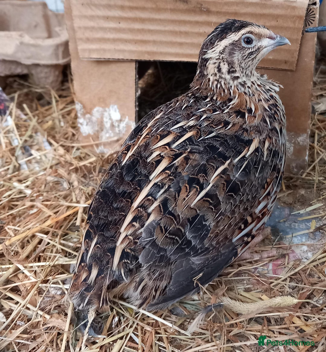 Quail poultry for sale: Pair of Coturninx Quail and one Male Button Quail - Advert 2