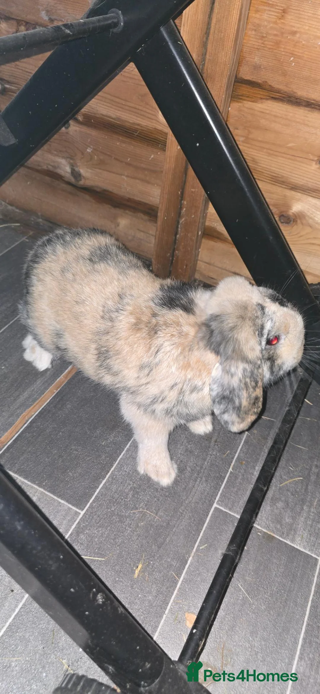 Mini Lop rabbits for sale: Male rabbit 8 months old  - Advert 1