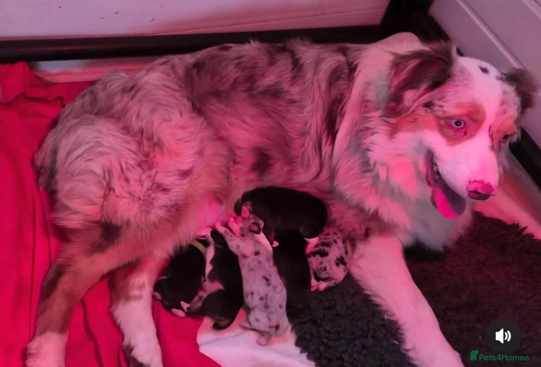 Australian Shepherd dogs for stud: Proven Australian Shepherd Stud - Advert 2