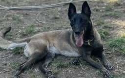 Belgian Shepherd Dog dogs for adoption: Roxy is looking for her forever home! - Image 2