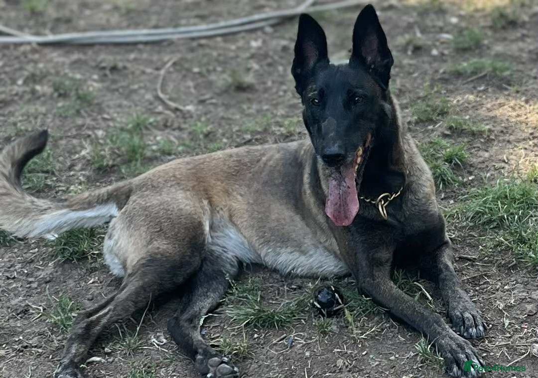 Belgian Shepherd Dog dogs for adoption: Roxy is looking for her forever home! - Image 2