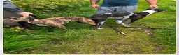 Lurcher dogs for sale: Collie bull greyhounds  - Advert 3
