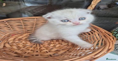 Scottish Fold cats - Advert 12
