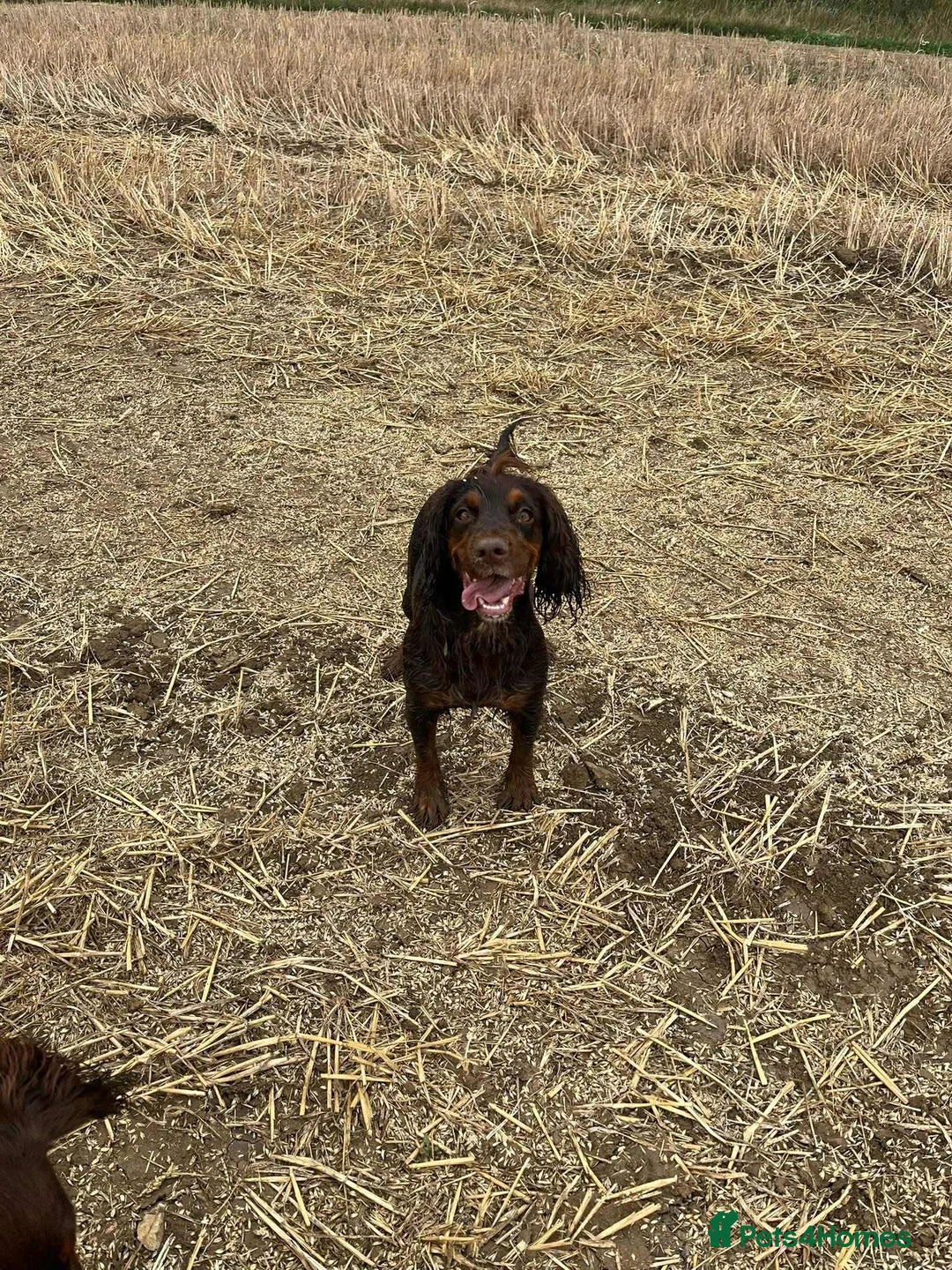 Cocker Spaniel dogs for sale: Tri chocolate  colour cocker spaniel puppies  - Advert 2