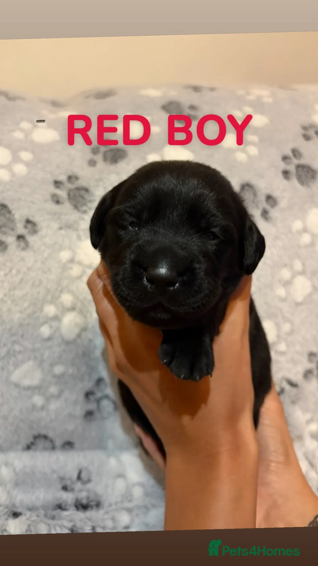 Labrador Retriever dogs for sale: Black Labrador puppies  in North Shields - Advert 2