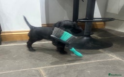 Mixed Breed dogs for sale: Fabulous Sprocker Pups - Image 9