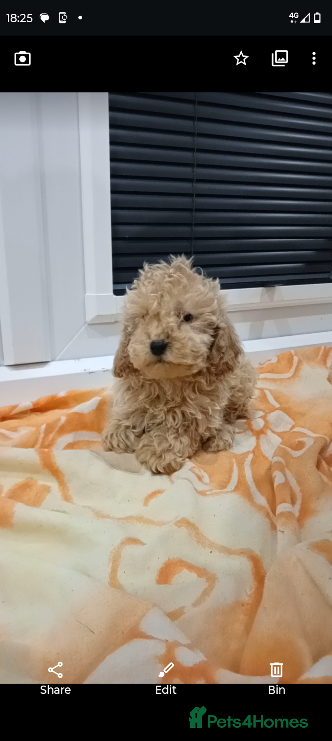 Cockapoo dogs for sale: Cockapoo puppies 😍 - Advert 5
