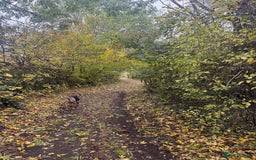 Mixed Breed dogs for sale: Beautiful American Bulldog x for Rehome - Image 3