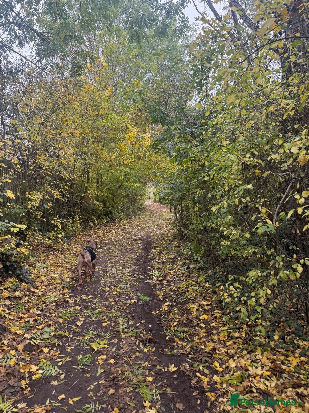 Mixed Breed dogs for sale: Beautiful American Bulldog x for Rehome - Advert 3