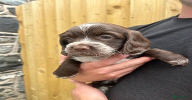 Cocker Spaniel dogs - Advert 5
