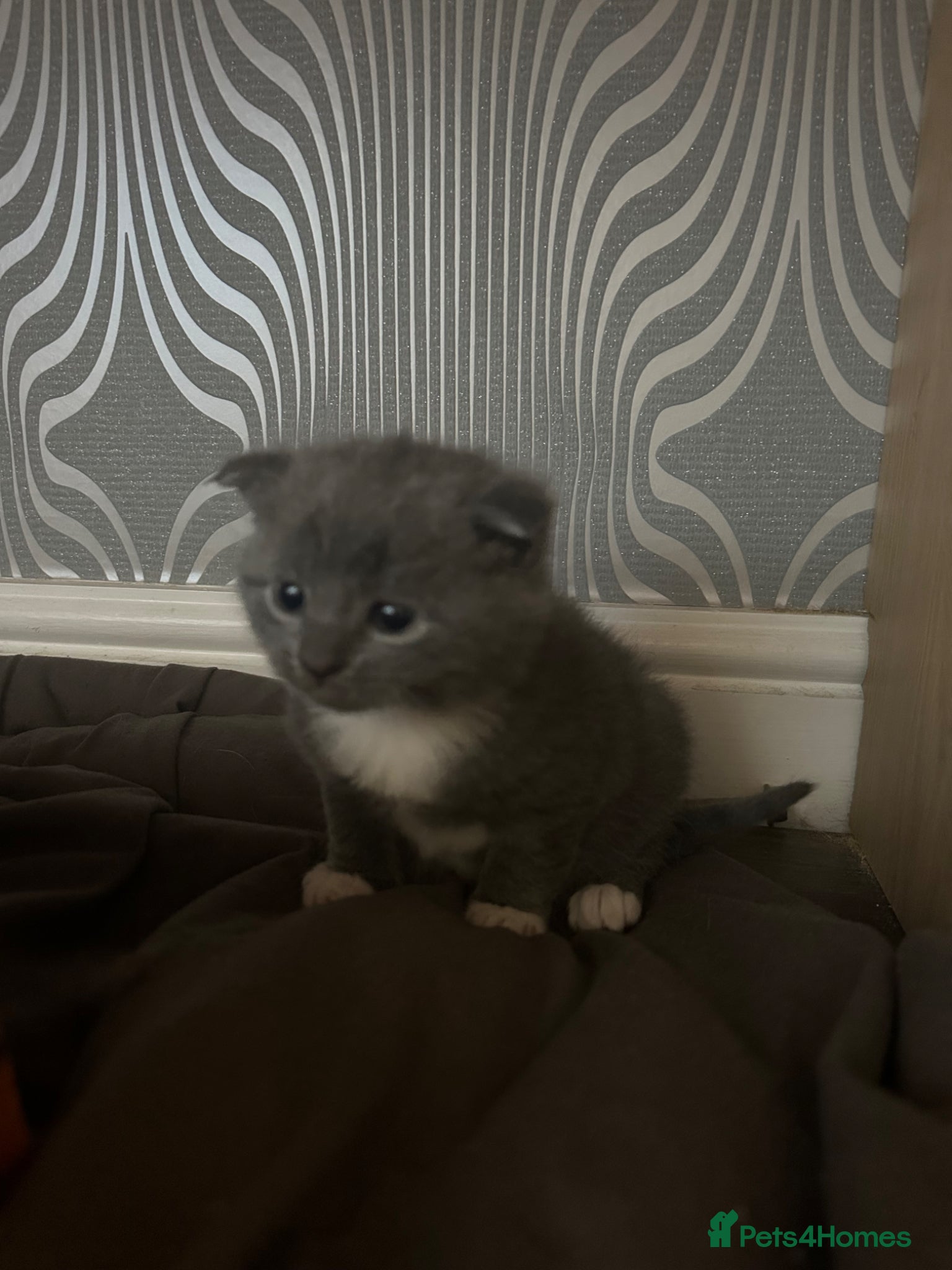 Scottish Fold cats 4 adorable folds  - Advert 2