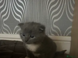 Scottish Fold cats 4 adorable folds - Advert 2